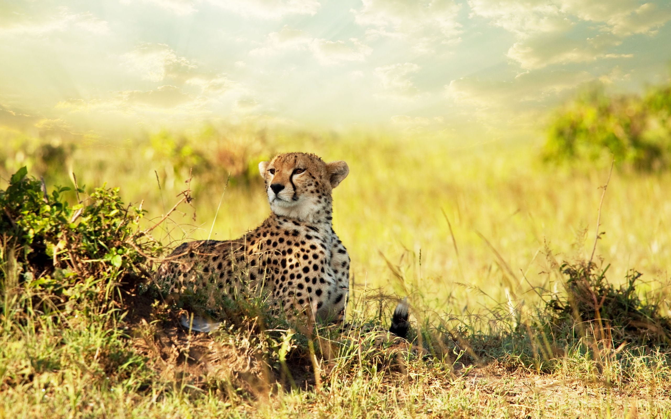 Cheetah Savanna Africa4917415692 - Cheetah Savanna Africa - Savanna, Lion, Cheetah, Africa